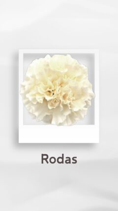 カーネーション ロダス rodas コロンビア 輸入 切花 treatflowers