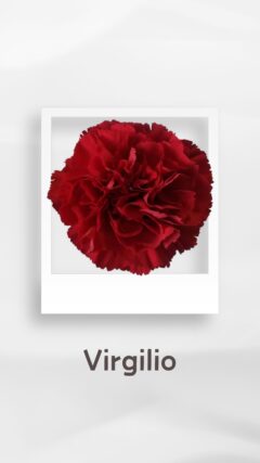 カーネーション ヴィルジリオ virgilio コロンビア 輸入 切花 treatflowers