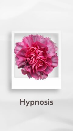 カーネーション ヒプノシス hypnosis コロンビア 輸入 切花 treatflowers