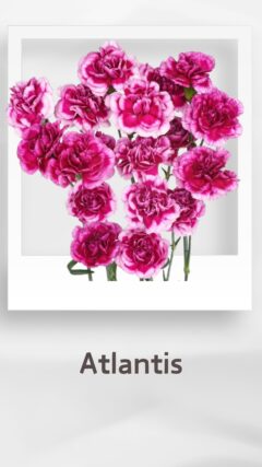 スプレーカーネーション アトランティス atlantis コロンビア 輸入 切花 treatflowers