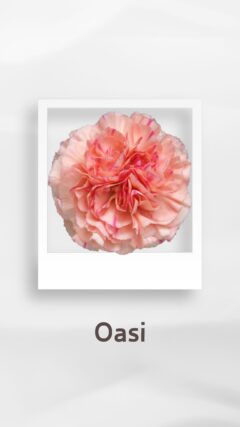 カーネーション オアシ oasi コロンビア 輸入 切花 treatflowers