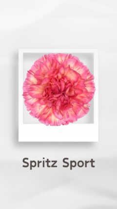 カーネーション スプリッツスポーツ spritzsport コロンビア 輸入 切花 treatflowers