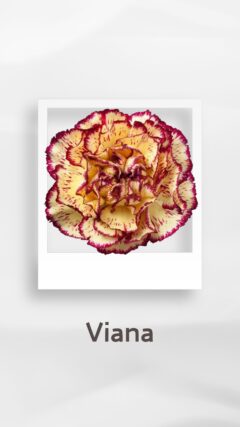 カーネーション ヴィアナ viana コロンビア 輸入 切花 treatflowers