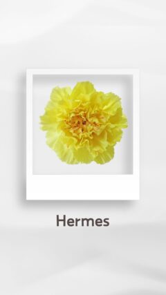 カーネーション エルメス Hermes コロンビア 輸入 切花 treatflowers