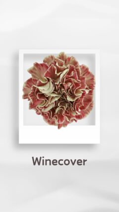 カーネーション ワインカバー winecover コロンビア 輸入 切花 treatflowers