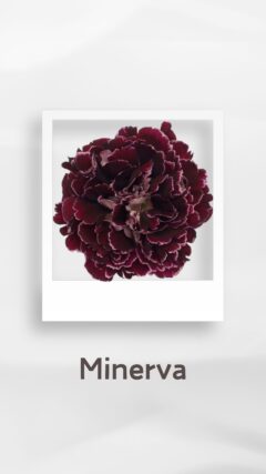 カーネーション ミネルバ minerva コロンビア 輸入 切花 treatflowers