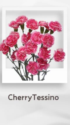 スプレーカーネーション チェリーテッシノ cherrytessino コロンビア 輸入 切花 treatflowers