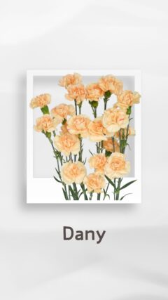 スプレーカーネーション ダニー dany コロンビア 輸入 切花 treatflowers