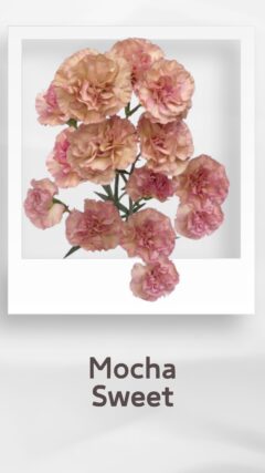 スプレーカーネーション モカスイート mochasweet コロンビア 輸入 切花 treatflowers