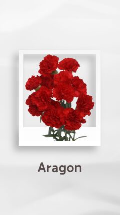 スプレーカーネーション アラゴン aragon コロンビア 輸入 切花 treatflowers