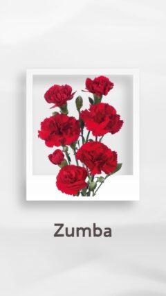 スプレーカーネーション ズンバ zumba コロンビア 輸入 切花 treatflowers