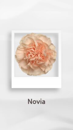 カーネーション ノビア novia コロンビア 輸入 切花 treatflowers