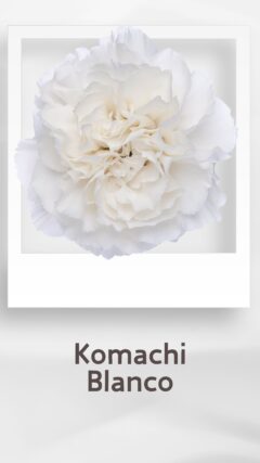 カーネーション コマチブランコ komachiblanco コロンビア 輸入 切花 treatflowers