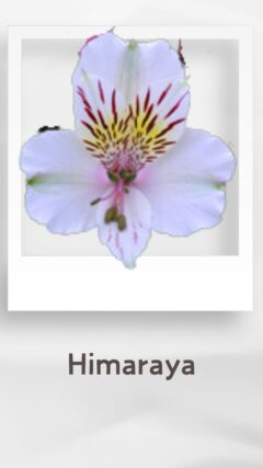 アルストロメリア ヒマラヤ himaraya コロンビア 輸入 切花 treatflowers