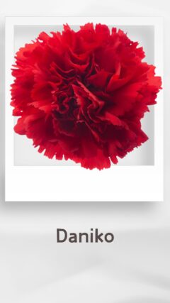 カーネーション ダニコ daniko コロンビア 輸入 切花 treatflowers