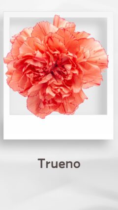 カーネーション トルエノ trueno コロンビア 輸入 切花 treatflowers