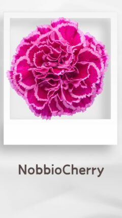 カーネーション ノビオチェリー nobbiocherry コロンビア 輸入 切花 treatflowers