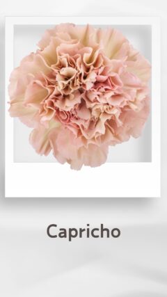 カーネーション カプリチョ capricho コロンビア 輸入 切花 treatflowers