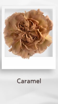 カーネーション キャラメル caramel コロンビア 輸入 切花 treatflowers