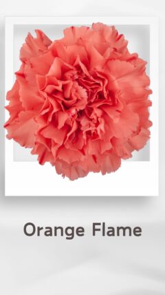 カーネーション オレンジフレーム orangeflame コロンビア 輸入 切花 treatflowers