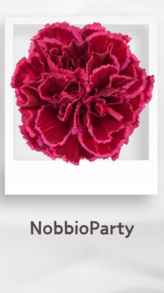 カーネーション ノビオパーティ nobbioparty コロンビア 輸入 切花 treatflowers