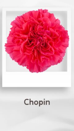 カーネーション ショパン chopin コロンビア 輸入 切花 treatflowers