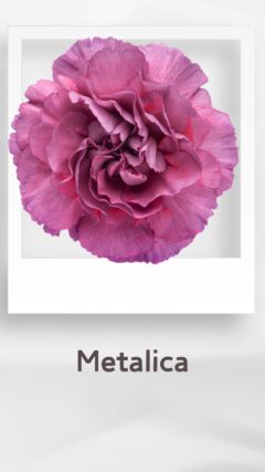 カーネーション メタリカ metalica コロンビア 輸入 切花 treatflowers