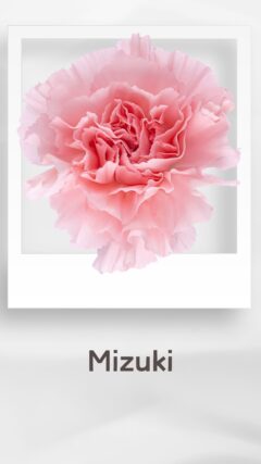 カーネーション ミズキ mizuki コロンビア 輸入 切花 treatflowers