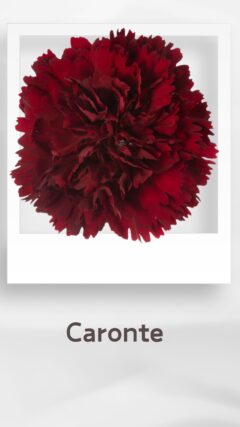 カーネーション カロンテ caronte コロンビア 輸入 切花 treatflowers