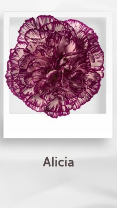 カーネーション アリシア alicia コロンビア 輸入 切花 treatflowers