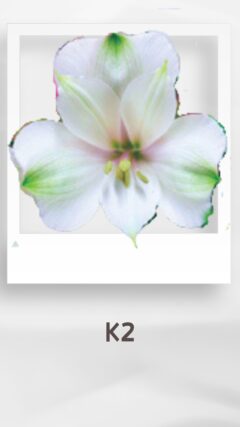 アルストロメリア K2 alstroemeria コロンビア 輸入 切花 treatflowers