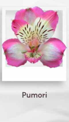 アルストロメリア プモリ Pumori コロンビア 輸入 切花 treatflowers