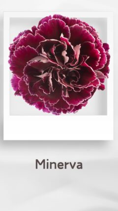 カーネーション ミネルヴァ minerva コロンビア 輸入 切花 treatflowers