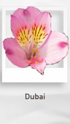 アルストロメリア ドバイ dubai コロンビア 輸入 切花 treatflowers