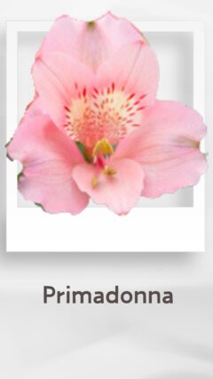 アルストロメリア プリマドンナ primadonna コロンビア 輸入 切花 treatflowers