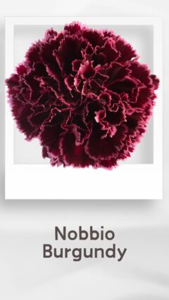 カーネーション ノビオバーガンディ nobbioburgundy コロンビア 輸入 切花 treatflowers