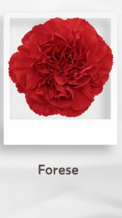 カーネーション フォレーゼ forese コロンビア 輸入 切花 treatflowers