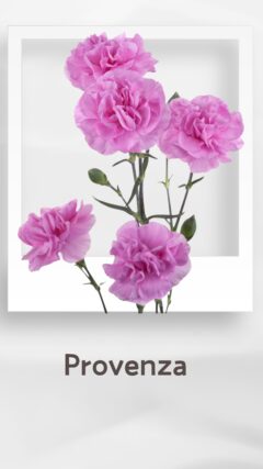 スプレーカーネーション プロベンザ provenza コロンビア 輸入 切花 treatflowers