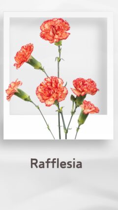 スプレーカーネーション ラフレシア rafflesia コロンビア 輸入 切花 treatflowers