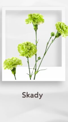 スプレーカーネーション スカディ skady コロンビア 輸入 切花 treatflowers