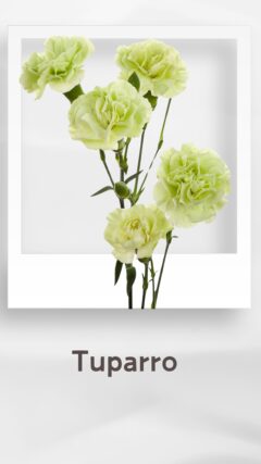 スプレーカーネーション トゥパッロ tuparro コロンビア 輸入 切花 treatflowers